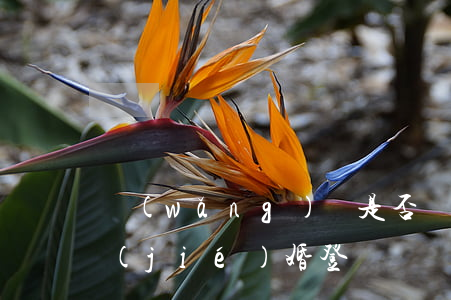網(wǎng)貸是否會(huì)影響結(jié)婚登記？探討相關(guān)問(wèn)題